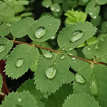 树叶花草露珠