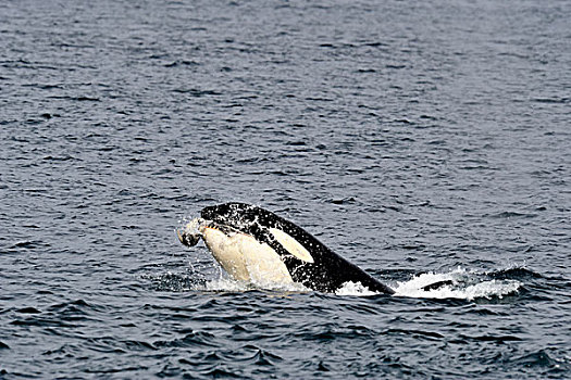 逆戟鲸,短暂,猎捕,海岸线,约翰斯顿海峡,温哥华岛,不列颠哥伦比亚省,加拿大