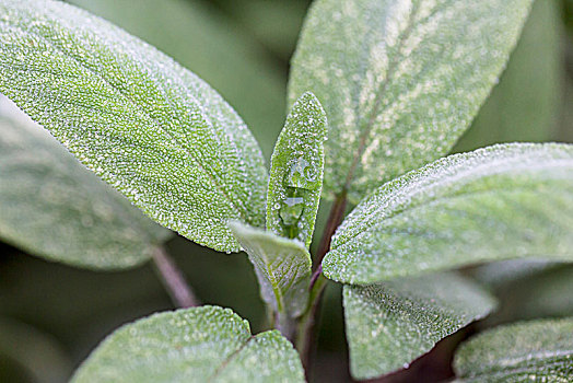 鼠尾草,植物,英国