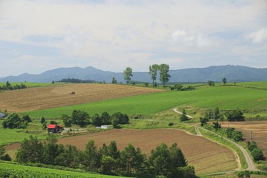 乡村风光,美瑛町,北海道