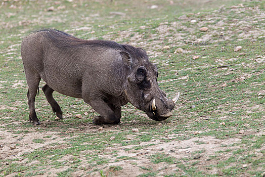 疣猪,牧场,纳米比亚,非洲