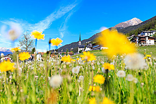 花,开花,格劳宾登,地区,瑞士