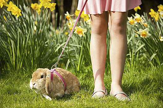 女孩,腿,垂耳兔,拴狗绳,水仙花,花园