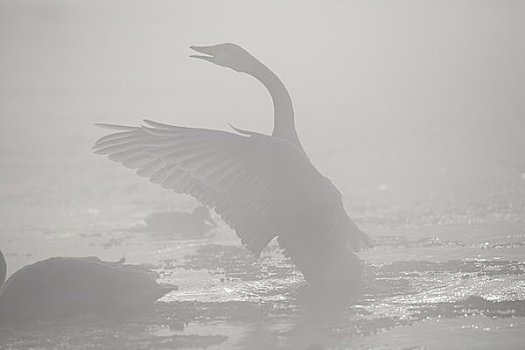 大天鹅,振翅,薄雾