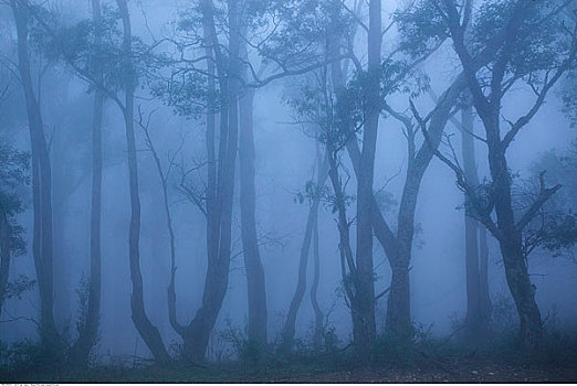 橡胶树,薄雾,靠近,新南威尔士,澳大利亚