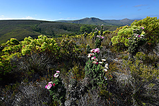 自然保护区,靠近,南非,西海角
