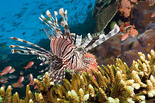 蓑鲉,珊瑚礁,翱翔蓑鲉,科莫多国家公园,印度尼西亚