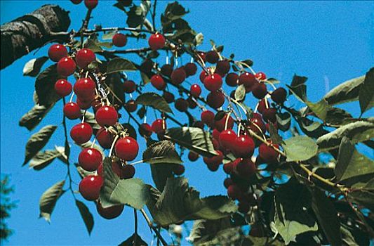 欧洲酸樱桃,枝条,食物,水果,有用植物,夏天,德国,欧洲