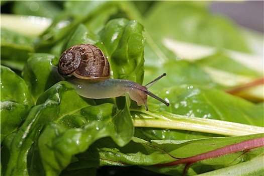 蜗牛,甜菜