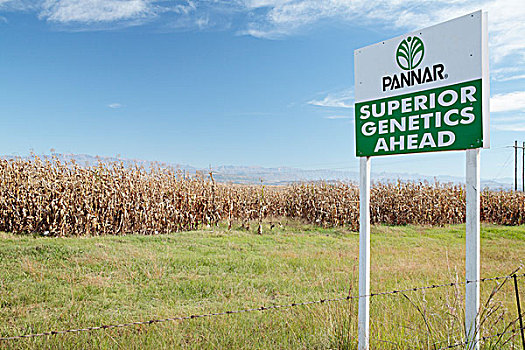 场所,基因,玉米,靠近,省,南非,非洲