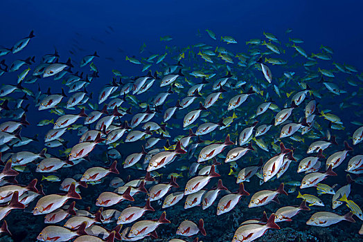 鱼群,驼背,红鲷鱼,笛鲷,深海,印度洋,马尔代夫,亚洲