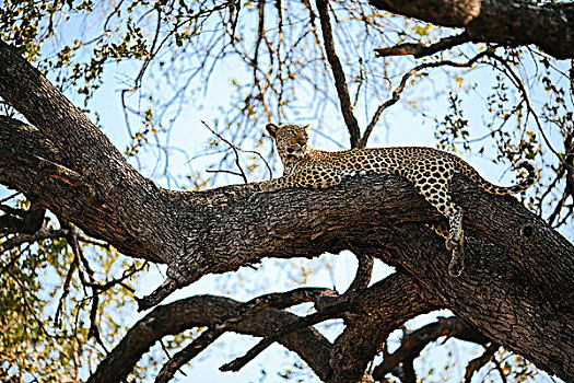 豹,树上,克鲁格国家公园,南非