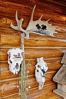 涂绘,驼鹿,鹿角,母牛,头骨,英里,房子,卡里布,区域,不列颠哥伦比亚省,加拿大