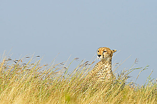 印度豹,猎豹,草地,马赛马拉国家保护区,肯尼亚,非洲