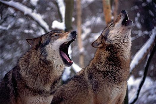 叫喊,狼,哺乳动物,雪,冬天,德国,欧洲,动物