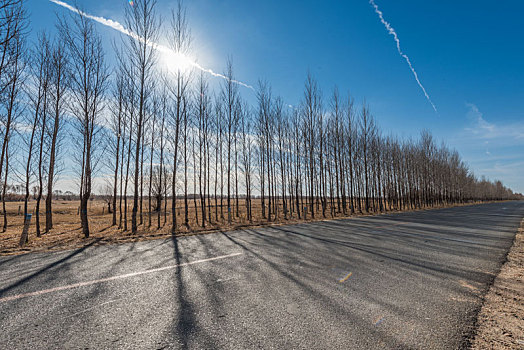 中国内蒙古通辽的树林道路