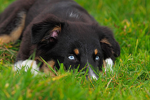 澳洲牧羊犬,黑色,小狗,蓝眼睛