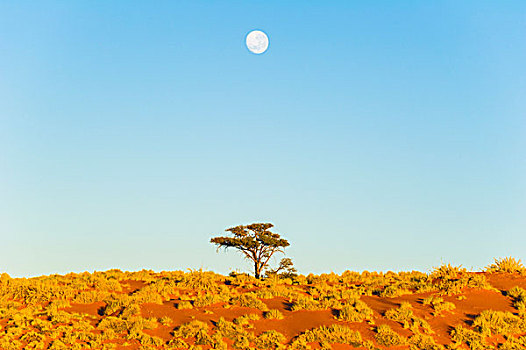 纳米布沙漠,纳米比亚,非洲,孤单,树,月亮