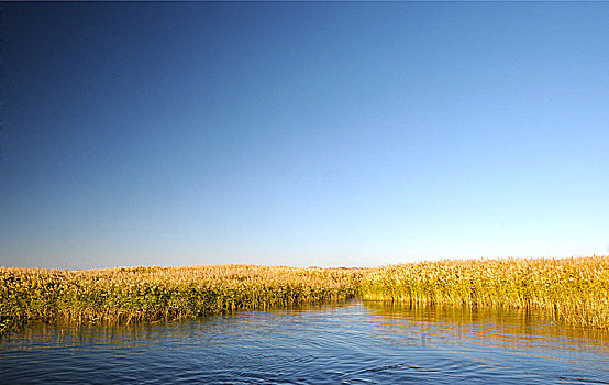 胡杨林,树