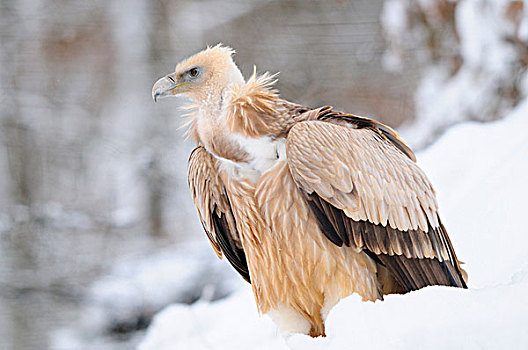 粗毛秃鹫,兀鹫,冬天,德国