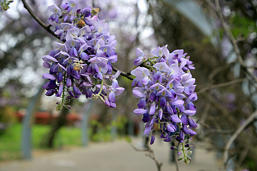 紫藤花海醉游人