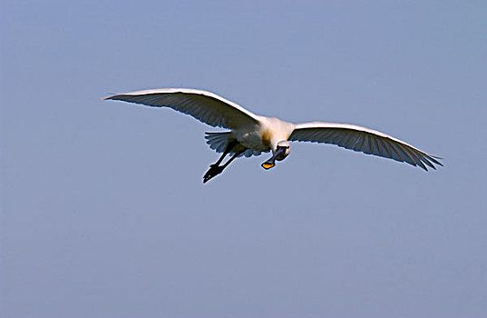 白琵鷺,飞,欧洲