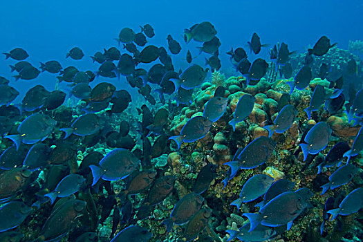 大,鱼群,蓝色,海洋,保存,伯利兹,屏障,礁石,世界