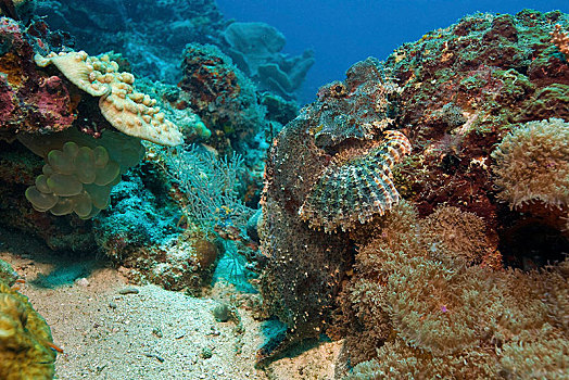 鲉,保护色,珊瑚礁,宿务,菲律宾,亚洲