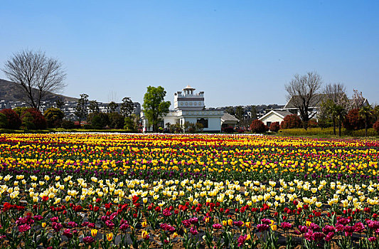 河南驻马店市遂平县嵖岈山郁金香园