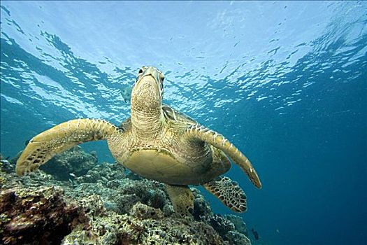 马来西亚,西巴丹岛,特写,绿海龟,龟类,礁石