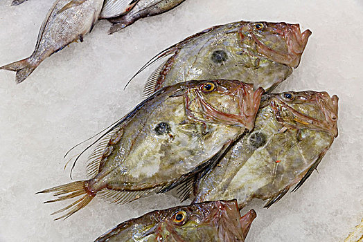 鱼肉,出售,鱼市,库萨达斯,省,爱琴海,区域,土耳其,亚洲