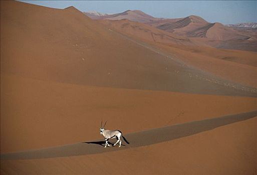 长角羚羊,羚羊,走,沙丘,纳米布沙漠,纳米比亚