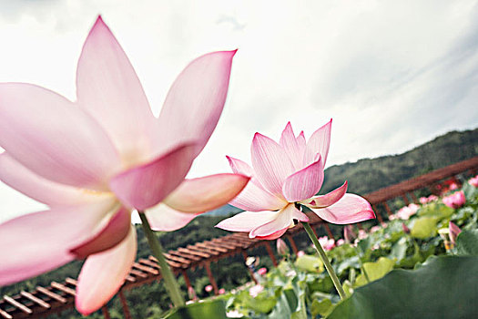 特写,两个,粉色,莲花,湖,中国