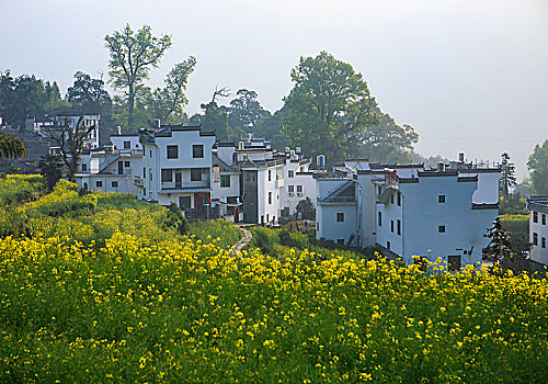 安徽,婺源,油菜花,春天,烂漫