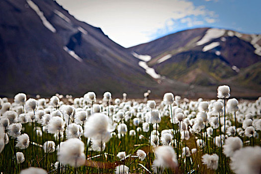 盛开,羊胡子草,冰岛