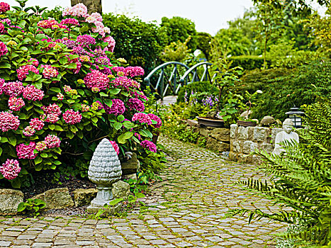 观赏花园,鹅卵石,小路,粉色,八仙花属