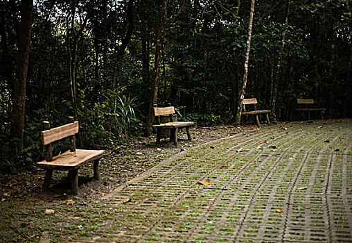 长椅,树林,山,京那巴鲁山,马来西亚