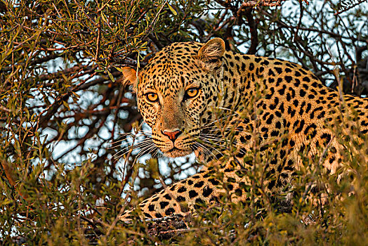 豹,树上,马沙图禁猎区,博茨瓦纳,非洲