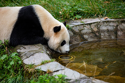 中国四川卧龙中国国宝大熊猫