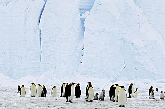南极,帝企鹅,生物群,成年