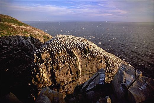 塘鹅,北方,憨鲣鸟,海蚀柱,岸边,夏天,晚间,生态,纽芬兰,加拿大