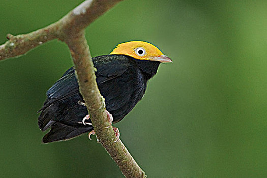 侏儒鸟,栖息,枝条,靠近,河,亚马逊地区,厄瓜多尔