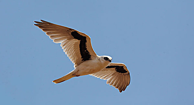 鸢,飞,国家公园,昆士兰,澳大利亚