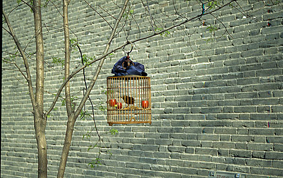 陕西西安城墙边遛鸟