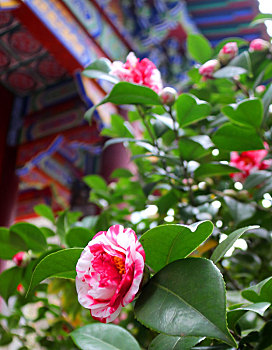 广西全州,春风吹暖二月天,山寺茶花朵朵开