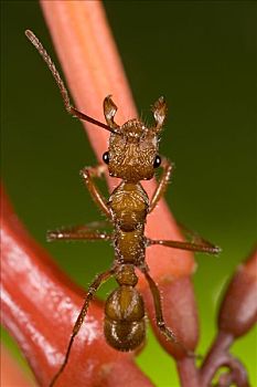 蚂蚁,花蜜,花,哥斯达黎加