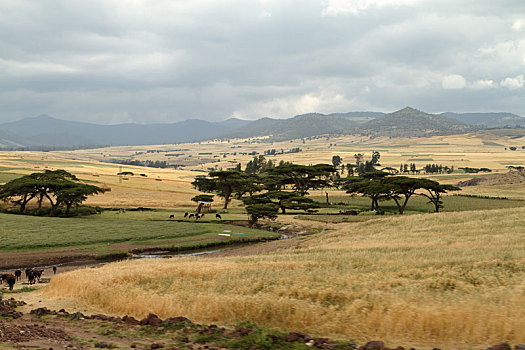 庄稼地,风景,大捆,山,埃塞俄比亚