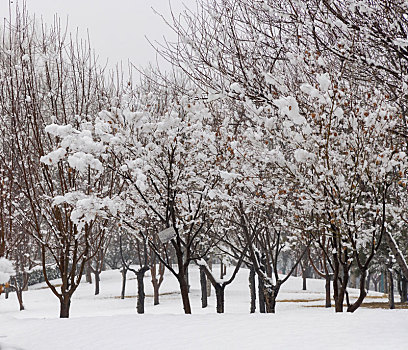 河北省石家庄正定县,云居湖公园雪景