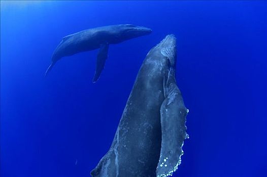 驼背鲸,大翅鲸属,鲸鱼,一对,国家,海洋,毛伊岛,夏威夷,提示,照相