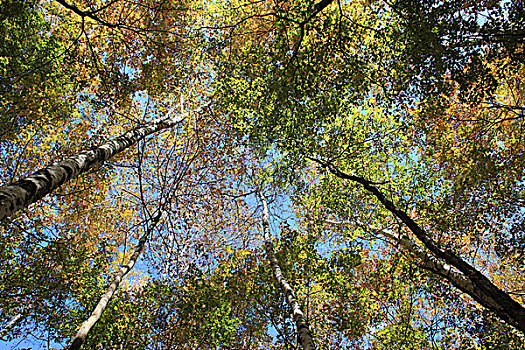 森林,树冠,秋天
